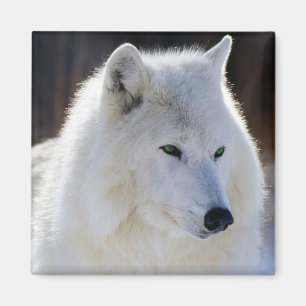 Imán Wolf