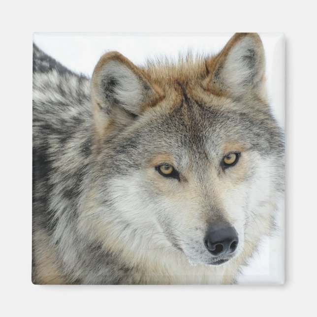 Imán Wolf (Frente)
