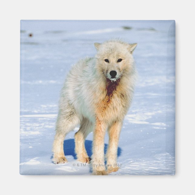 Imán Wolf (Frente)