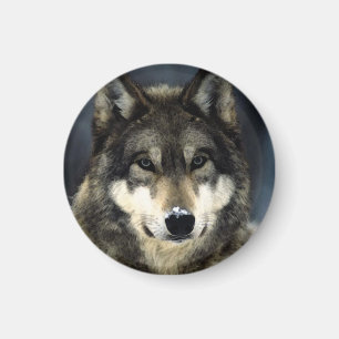 Imán Wolf