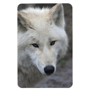 Imán Wolf 001