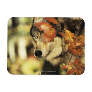 Imán Wolf (Canis lupus)   Color del otoño