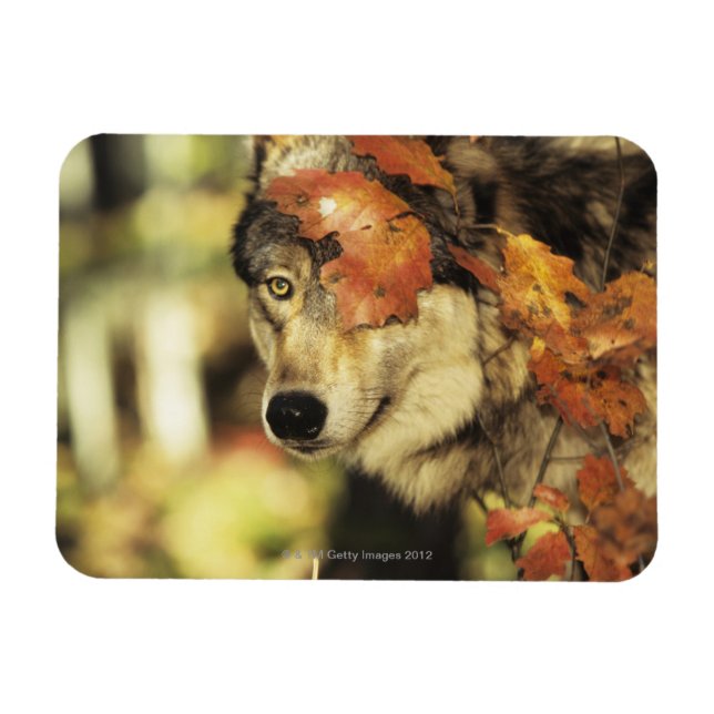 Imán Wolf (Canis lupus) | Color del otoño (Horizontal)