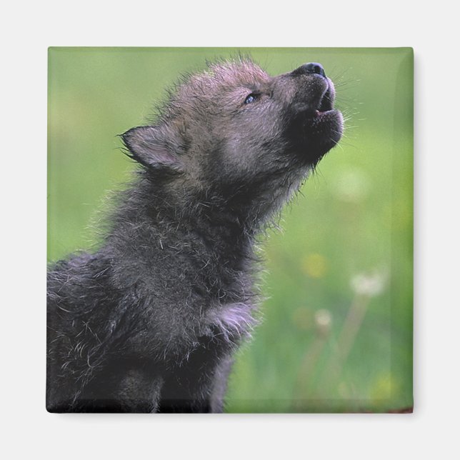 Imán Wolf Cub Howling (Frente)