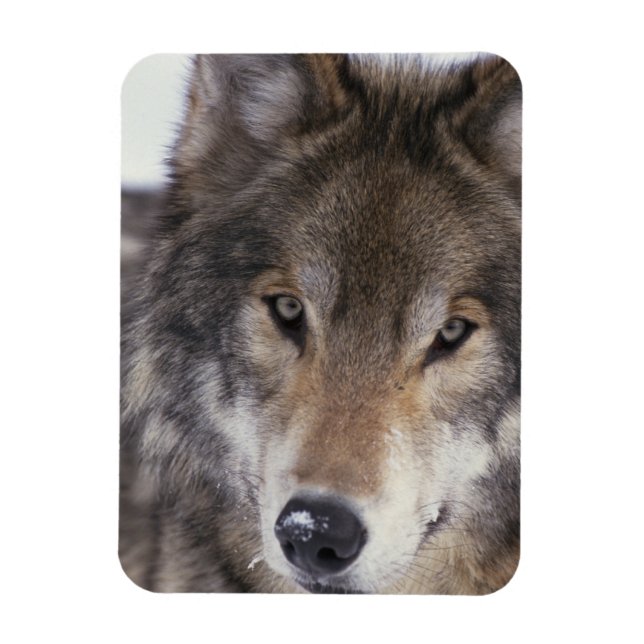 Imán Wolf Gaze (Vertical)