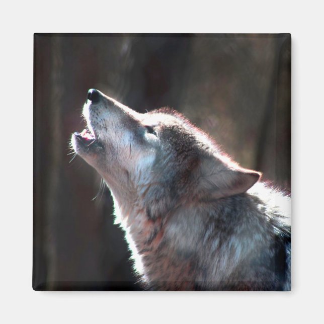 Imán Wolf Howling Lone Wolf (Frente)