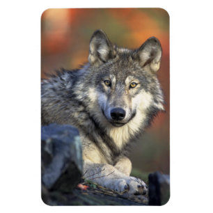 Imán Wolf Magnet