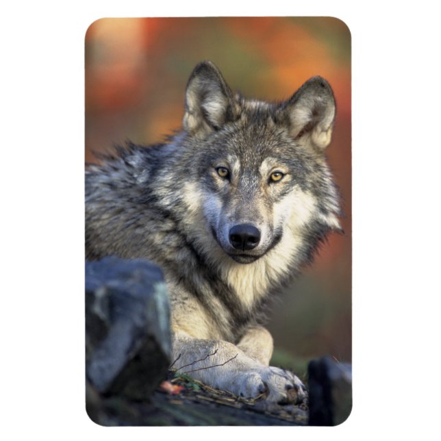 Imán Wolf Magnet (Vertical)