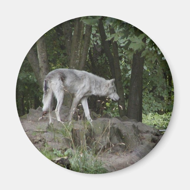 Imán Wolf Magnet (Frente)