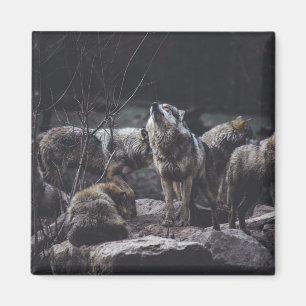 Imán Wolf Pack Magnet