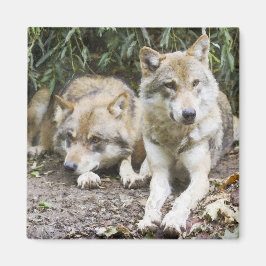 Imán Wolf Pair descansando en la vida salvaje de Woods