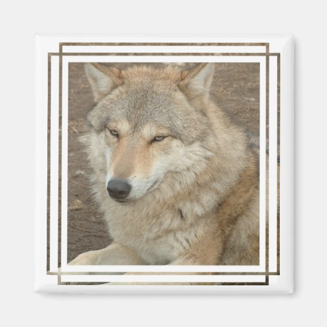 Imán Wolf Square Magnet (Frente)
