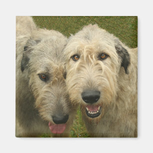 Imán Wolfhound irlandés