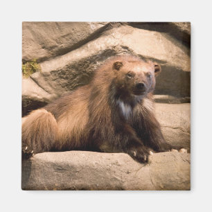 Imán Wolverine