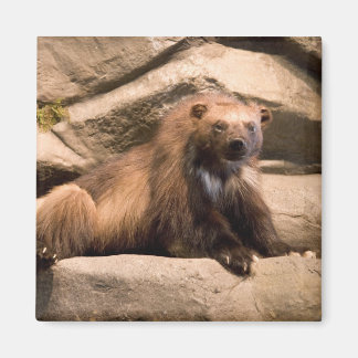 Imán Wolverine