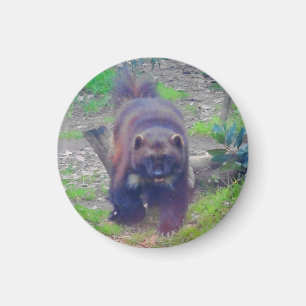 Imán Wolverine #1 Magnet