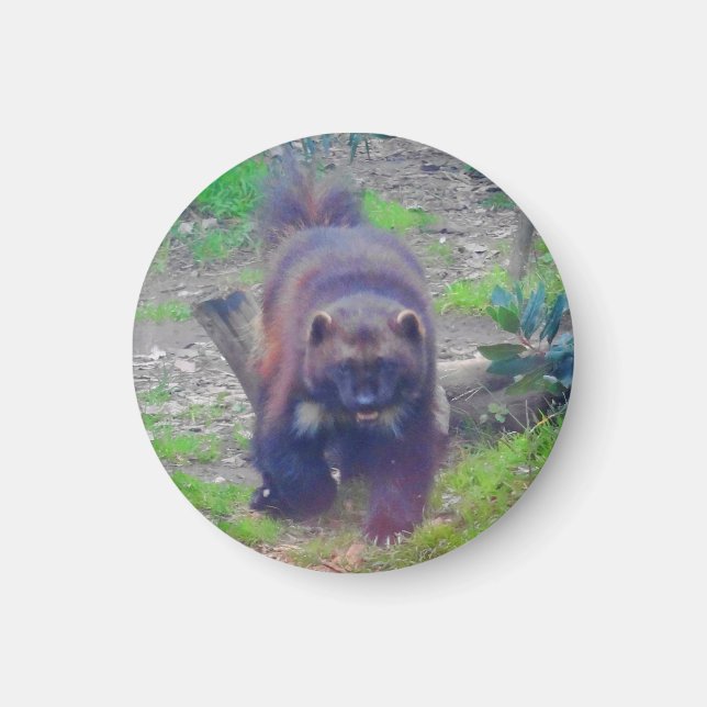 Imán Wolverine #1 Magnet (Frente)