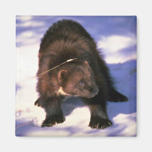 Imán Wolverine en nieve