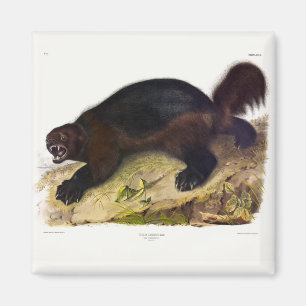 Imán Wolverine o Wolverene (Gulo gulo) de Audubon