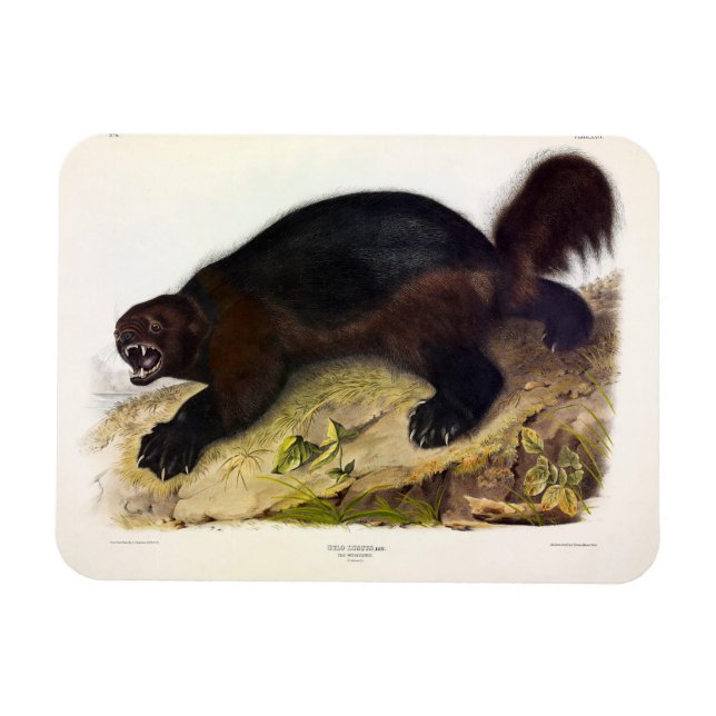 Imán Wolverine o Wolverene (Gulo gulo) de Audubon (Horizontal)