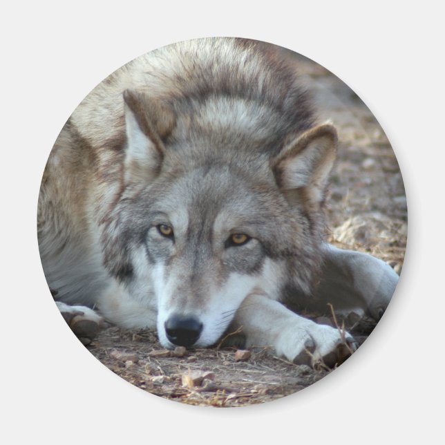Imán Wolves Wolf Magnet (Frente)