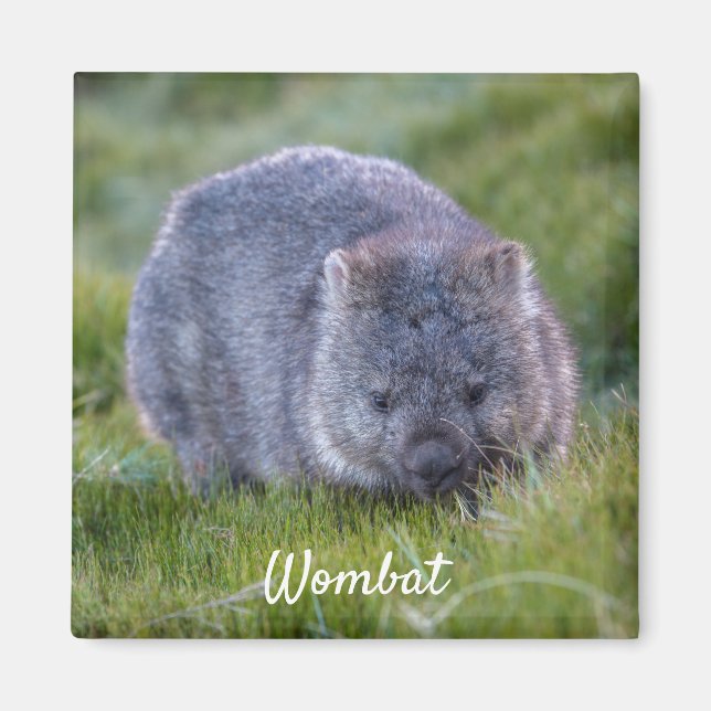 Imán Wombat Tasmania Australia, foto animal (Frente)
