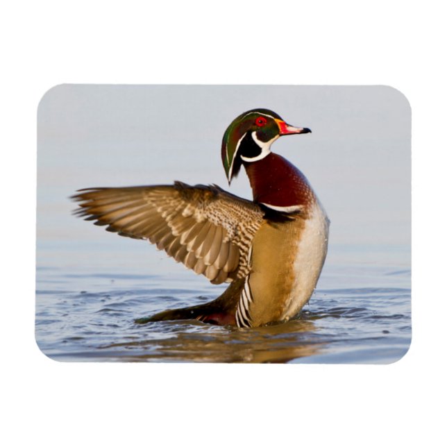 Imán Wood Pato alitas aleteadas masculinas en humedales (Horizontal)