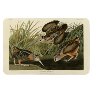 Imán Woodcock estadounidense de los pájaros de América