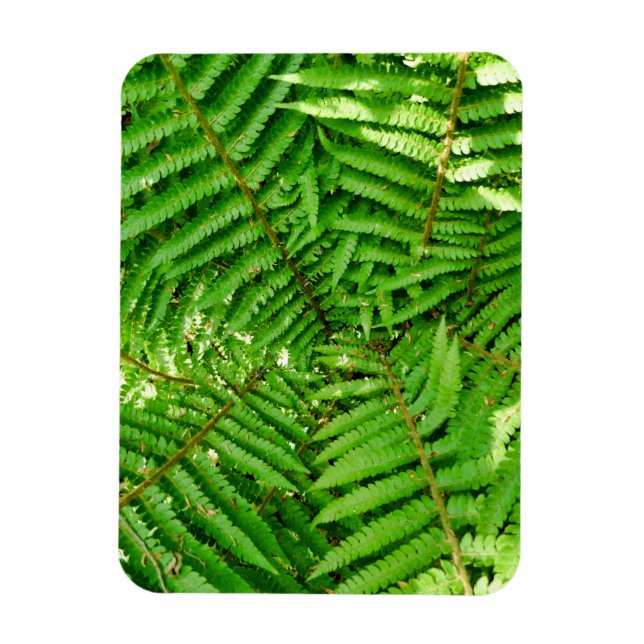 Imán Woodland Ferns (Vertical)