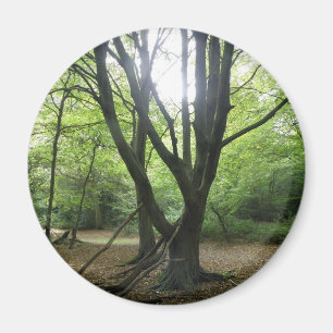 Imán Woodland Sunshine Magnet