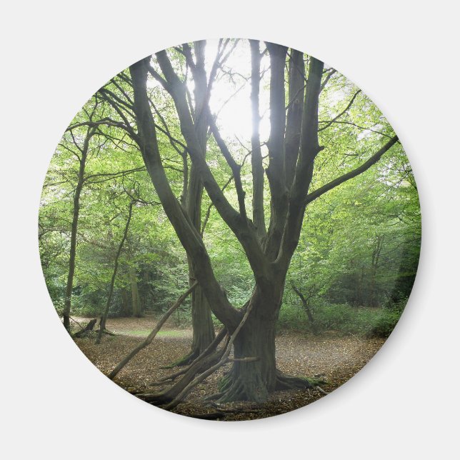 Imán Woodland Sunshine Magnet (Frente)