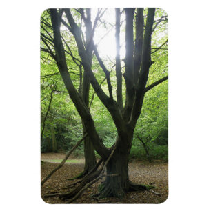 Imán Woodland Sunshine Premium Magnet