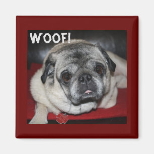 Imán Woof, Pug Magnet