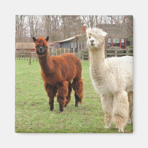 Imán Wooly Alpacas ~ imnet
