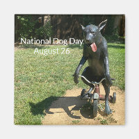 World2Celebrate: Día Nacional del Perro