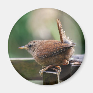 Imán Wren