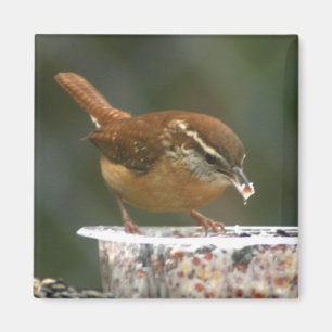 Imán Wren de Carolina