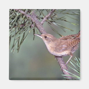 Imán Wren de casa