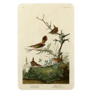 Imán Wren de invierno, Wren de rock, pájaros de América