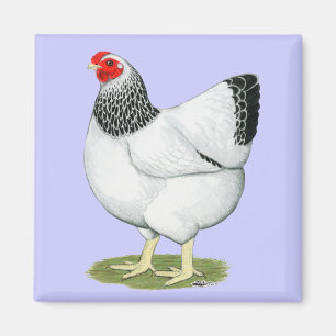 Imán Wyandotte:  Columbian Hen