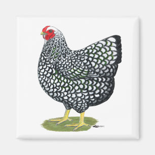 Imán Wyandotte: gallina Plata-atada