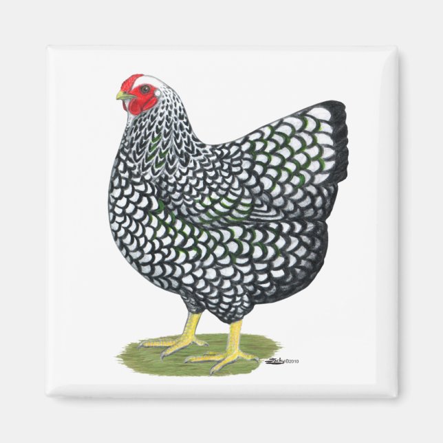 Imán Wyandotte: Hen de color plateado (Frente)