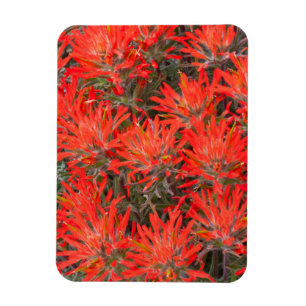 Imán Wyoming, condado de Lincoln, Desert Paintbrush