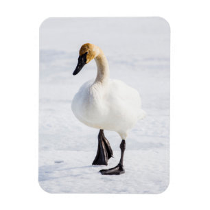 Imán Wyoming, Refugio Nacional de Alces, Cisne Trompete