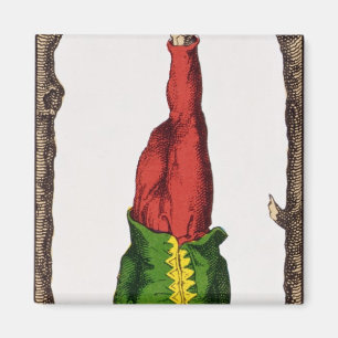 Imán XII el hombre colgado, carta de tarot