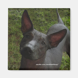 Imán Xoloitzcuintli