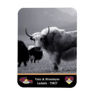 Imán Yaks - El Himalaya - Tibet / Ladakh Trekking