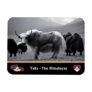 Imán Yaks - El Himalaya y el Tíbet / Yak Trekking Ladak