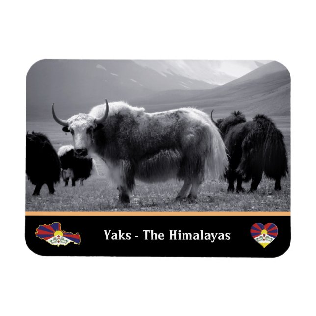 Imán Yaks - El Himalaya y el Tíbet / Yak Trekking Ladak (Horizontal)