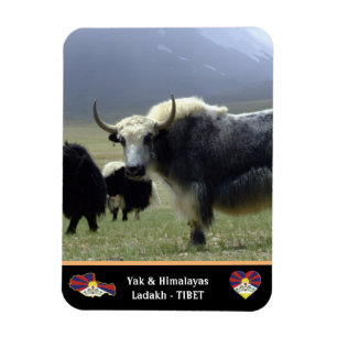 Imán Yaks, nómadas de Himalaya - Tíbet/Ladakh